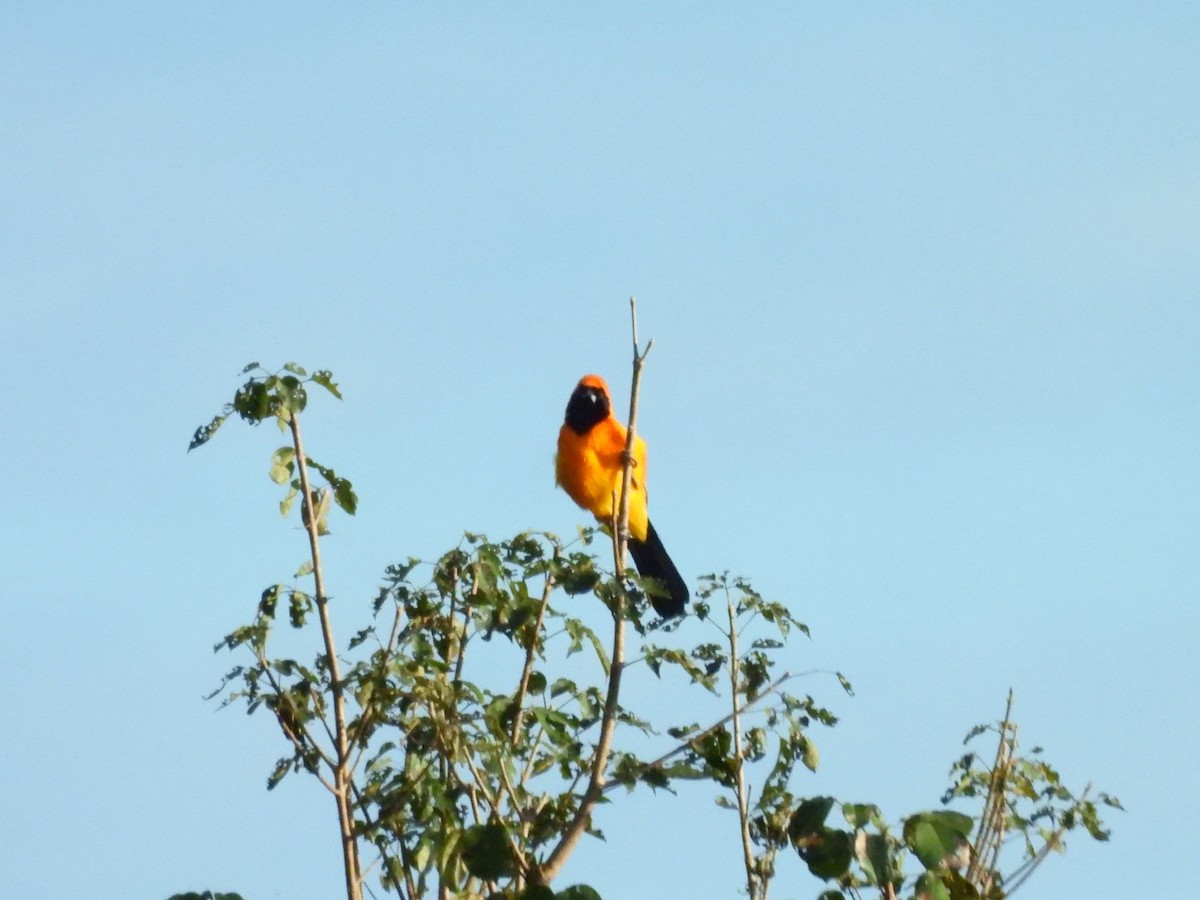Orange-backed Troupial - ML638106050