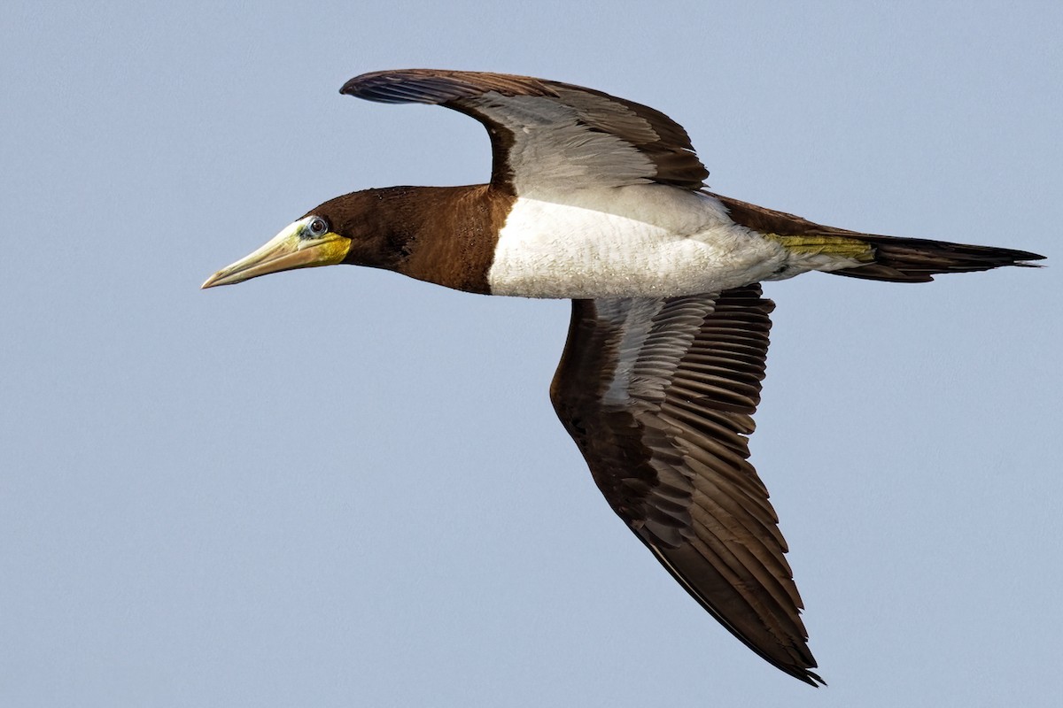 Brown Booby - ML638106068