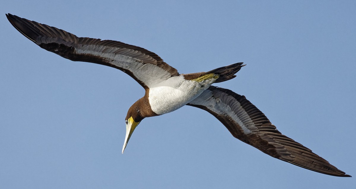 Brown Booby - ML638106098