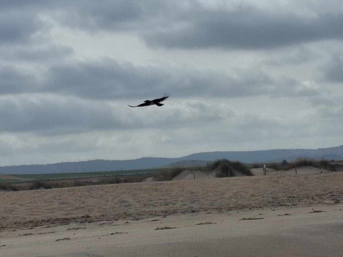 Pied Crow - ML638106106