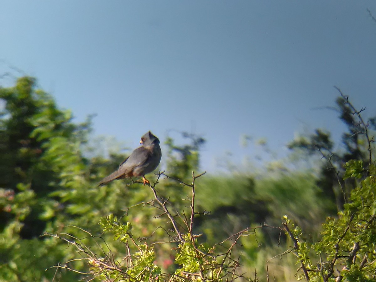 Red-footed Falcon - ML638106132
