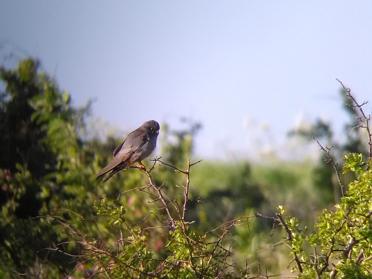 Red-footed Falcon - ML638106133