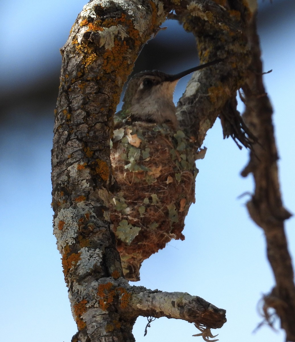 Black-chinned Hummingbird - ML638106159