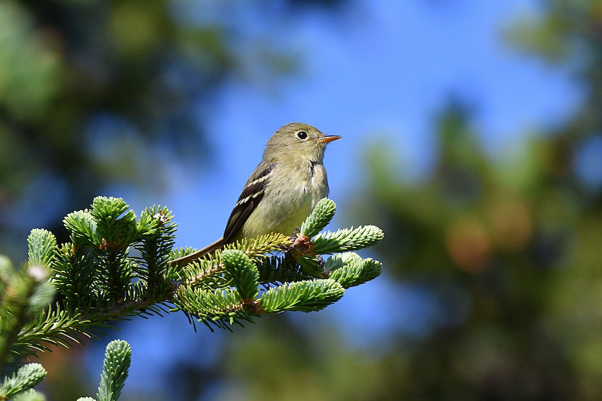 Yellow-bellied Flycatcher - ML638106164