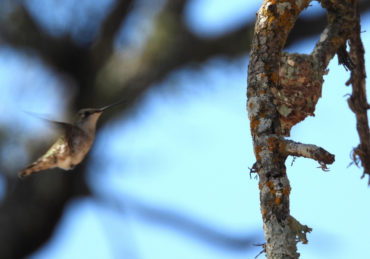 Black-chinned Hummingbird - ML638106168