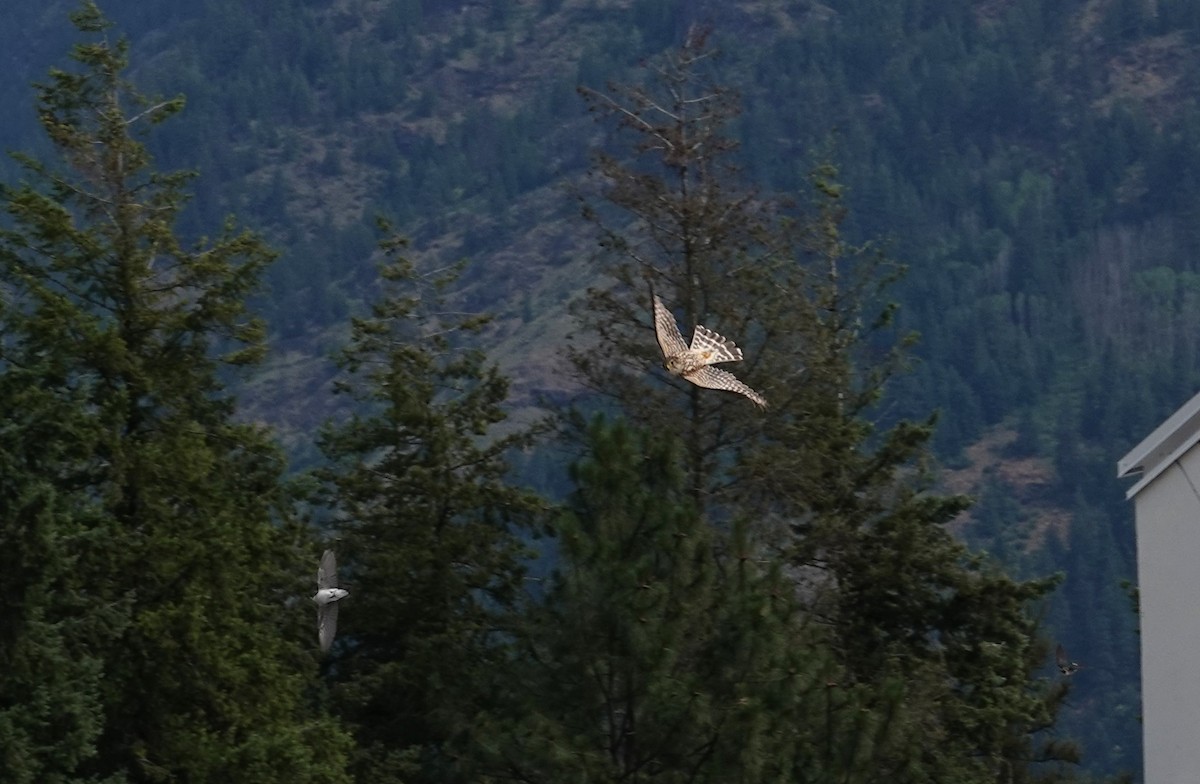 Merlin - ML638106179