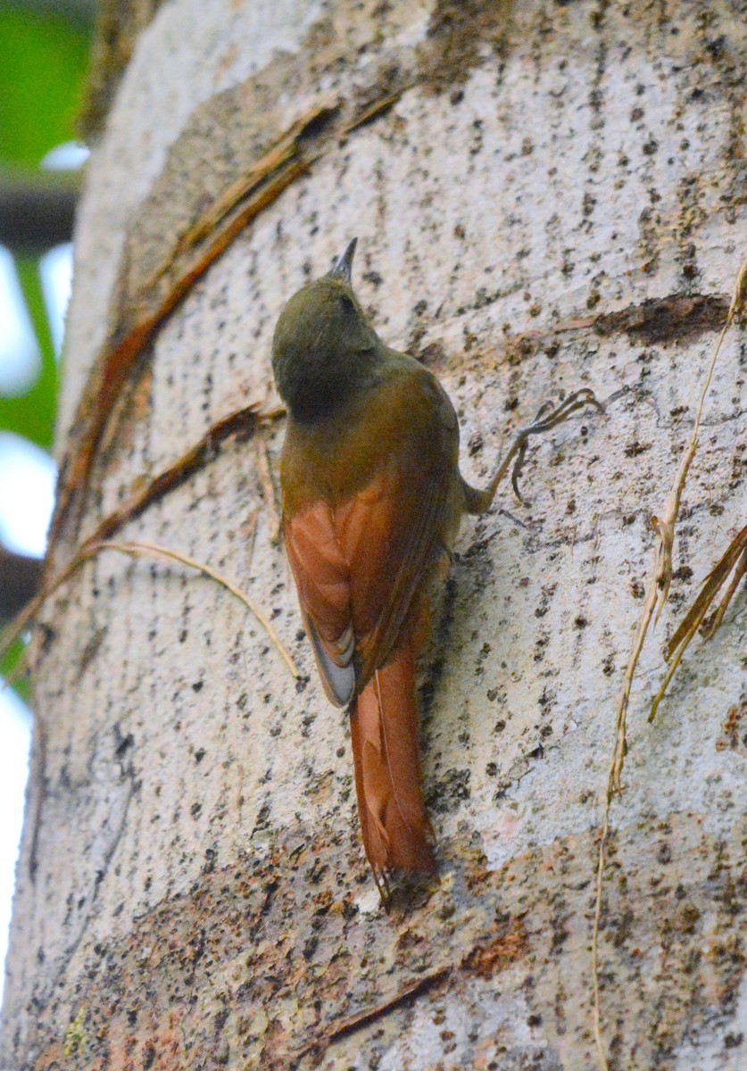Olivaceous Woodcreeper - ML638106192