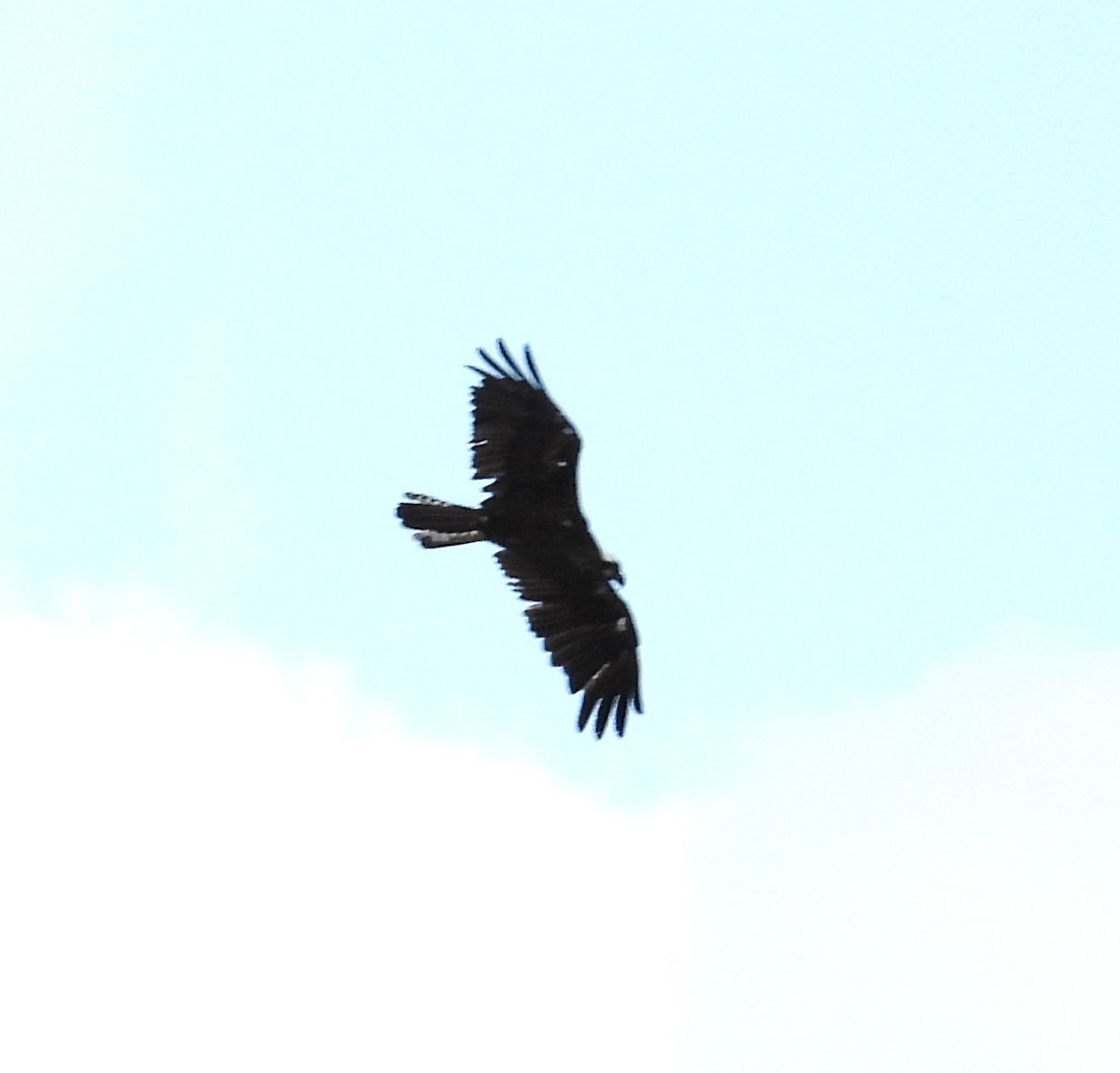 Osprey - ML638106202