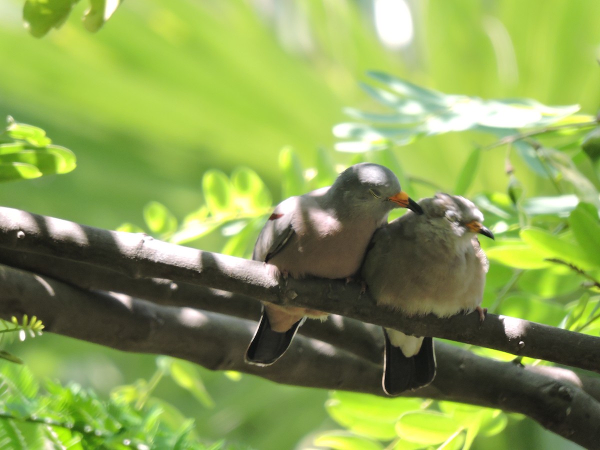 Croaking Ground Dove - ML638106212