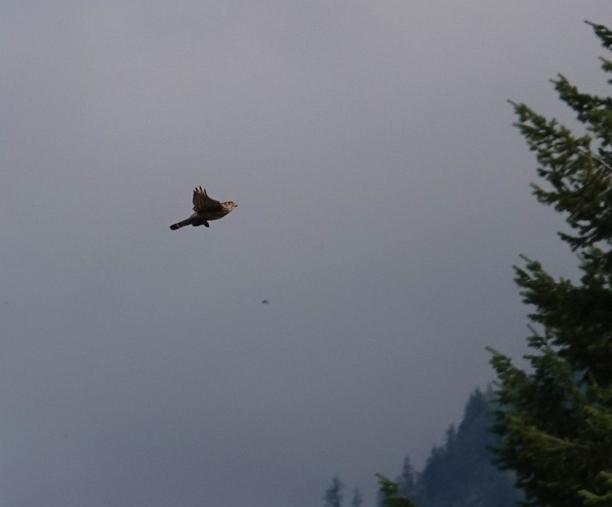 Merlin - ML638106214
