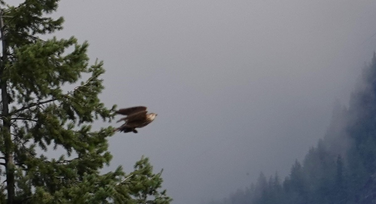 Merlin - ML638106217