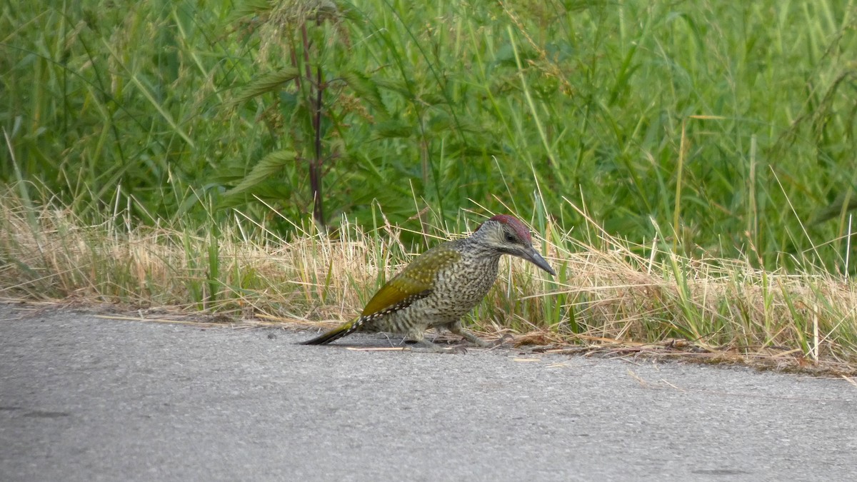 Eurasian Green Woodpecker - ML638106228