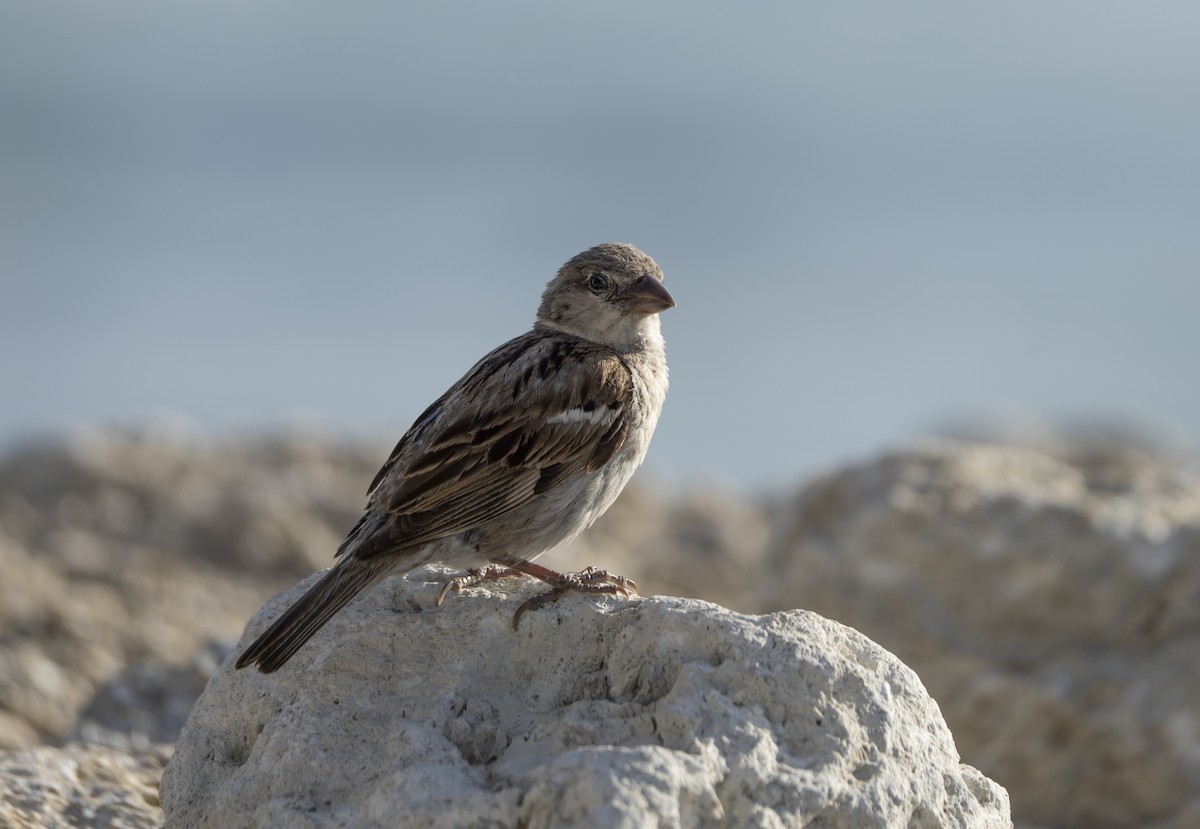 Passera oltremontana - ML638106243