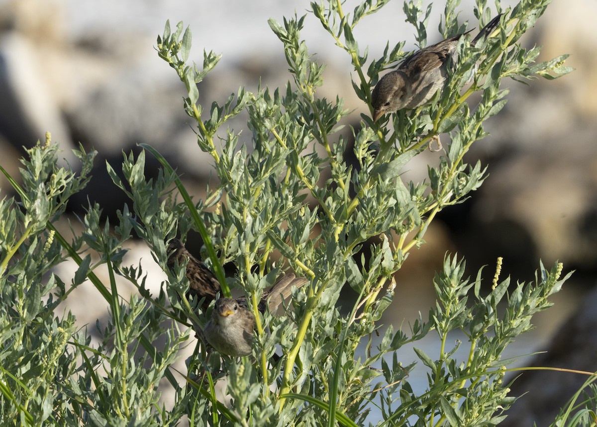 Passera oltremontana - ML638106266