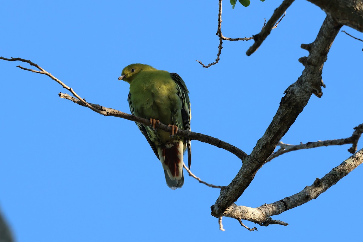 holub madagaskarský - ML638106286