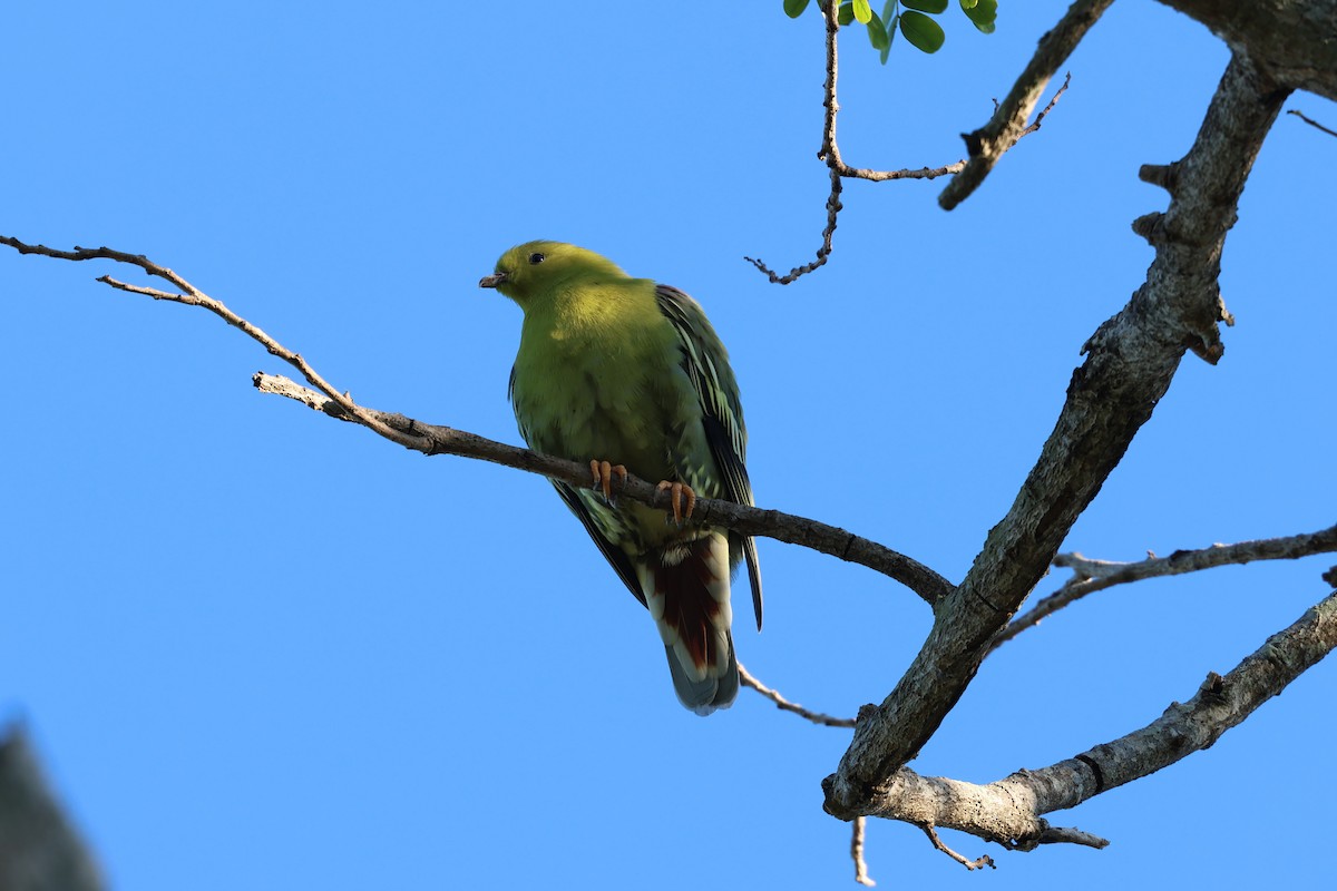 holub madagaskarský - ML638106299