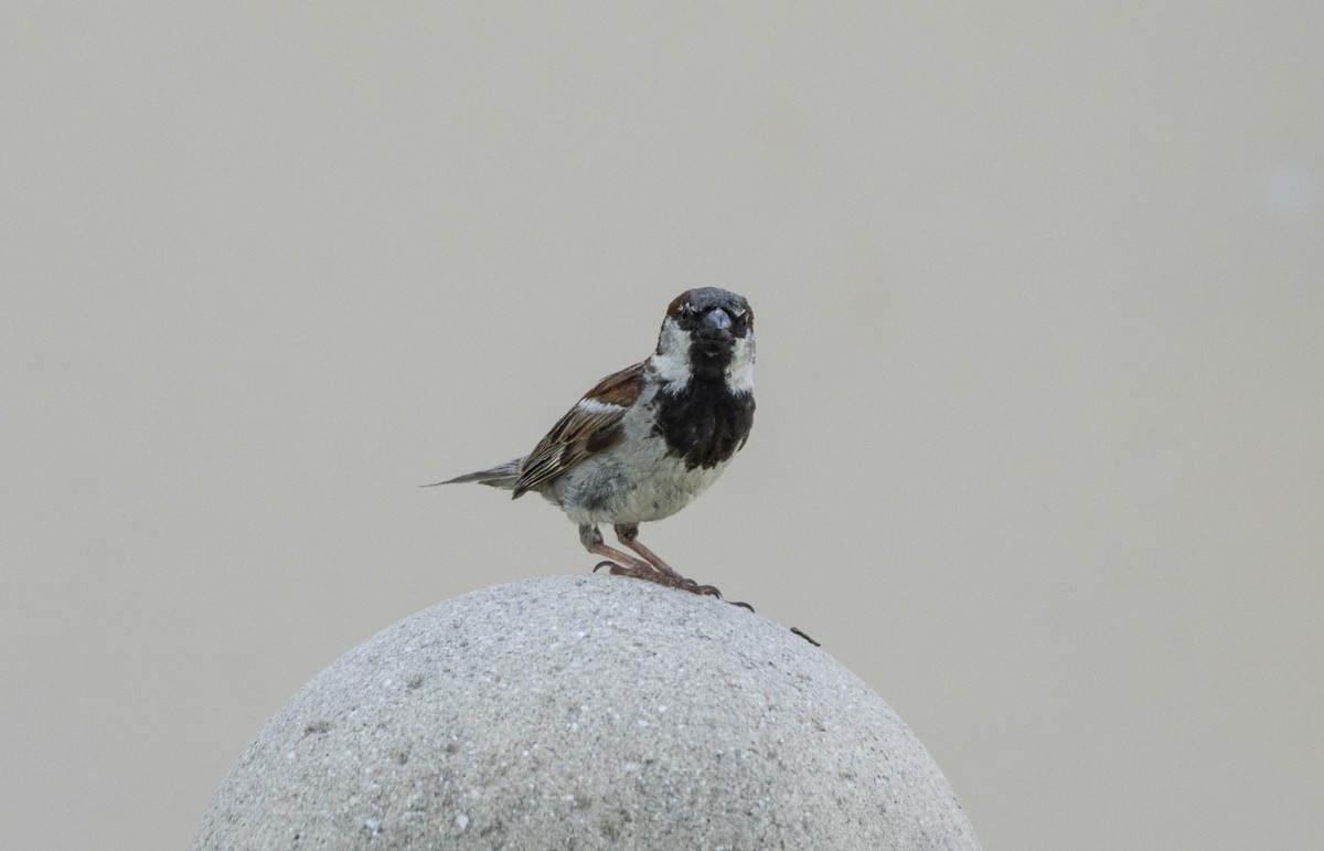 Passera oltremontana - ML638106300