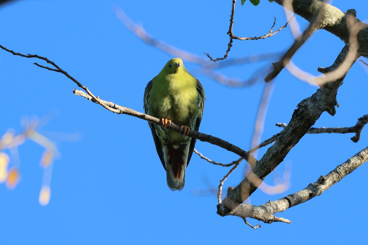 holub madagaskarský - ML638106306