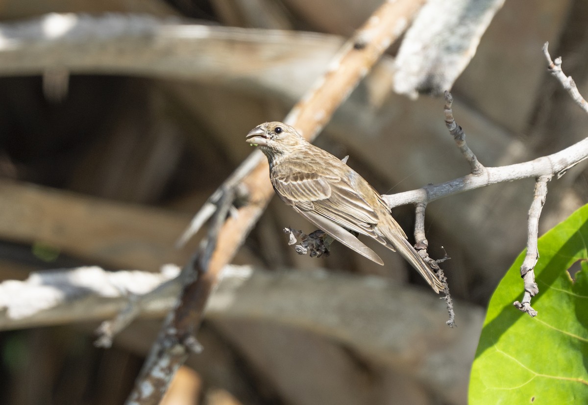 House Finch - ML638106310