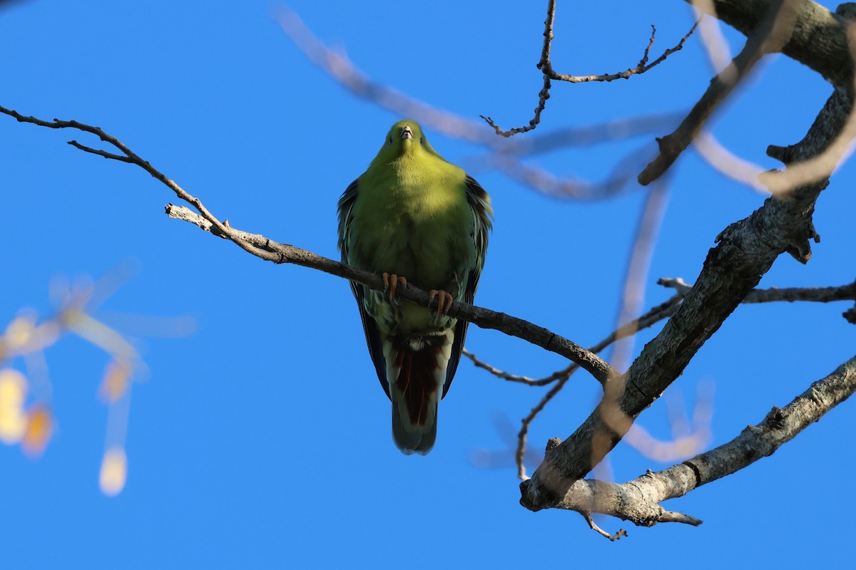 holub madagaskarský - ML638106323