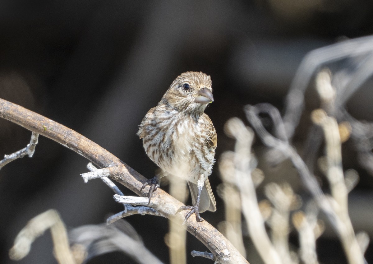 House Finch - ML638106328