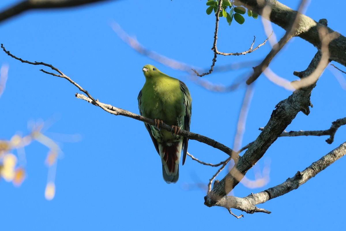holub madagaskarský - ML638106333