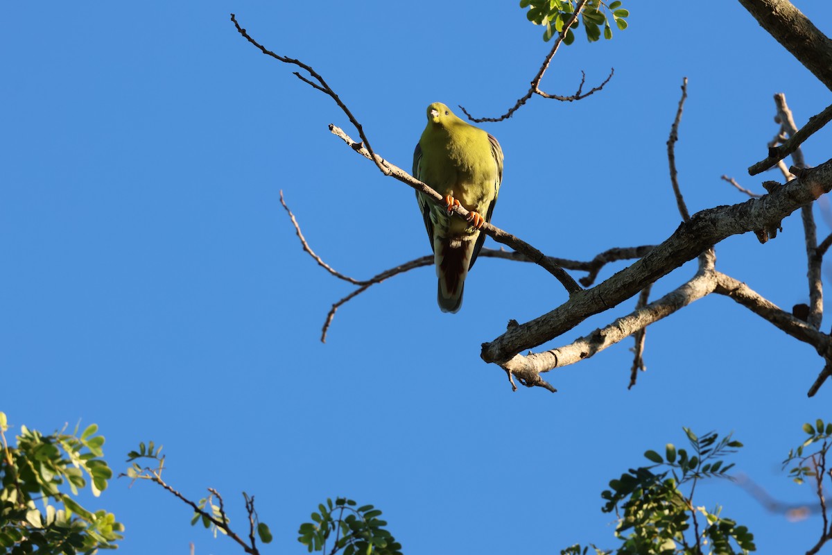 holub madagaskarský - ML638106336