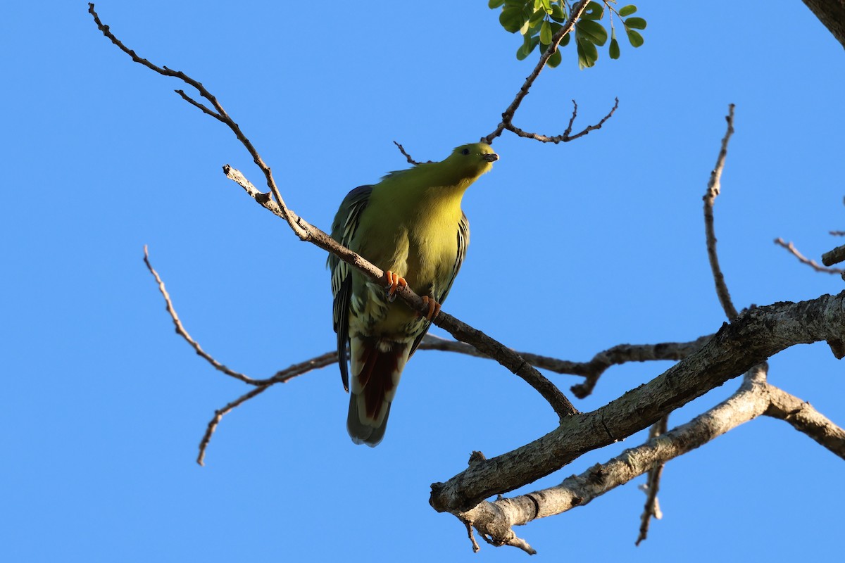 holub madagaskarský - ML638106344