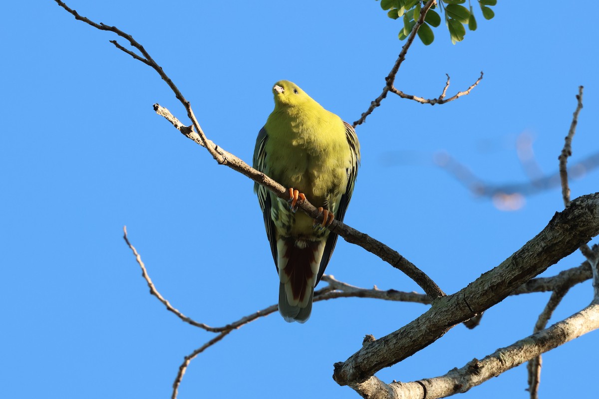 holub madagaskarský - ML638106346