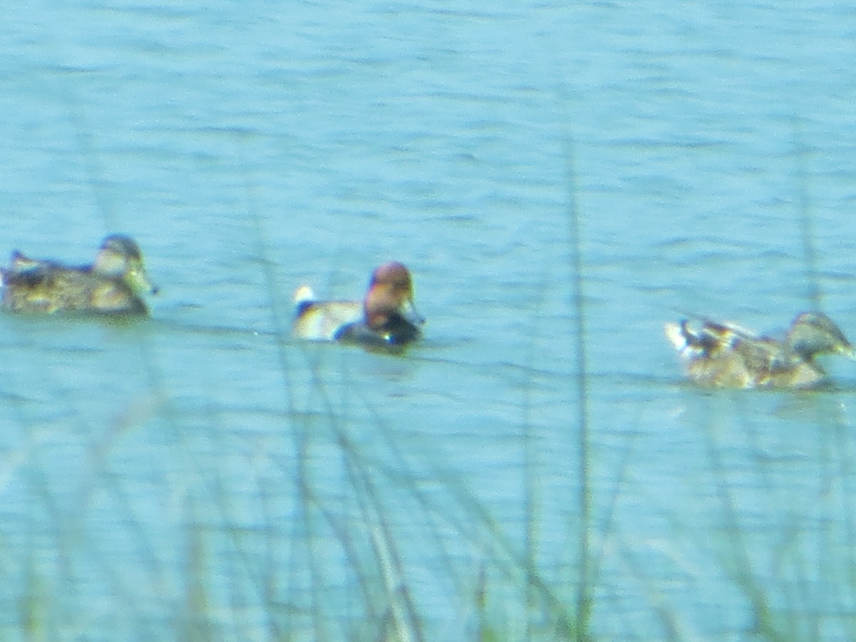 kobberhodeand - ML638106354