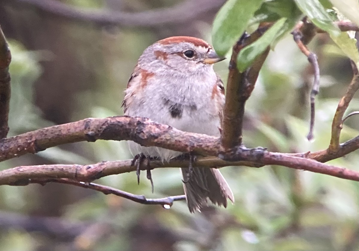 American Tree Sparrow - ML638106355