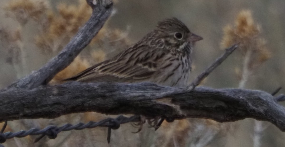 Vesper Sparrow - ML638106357