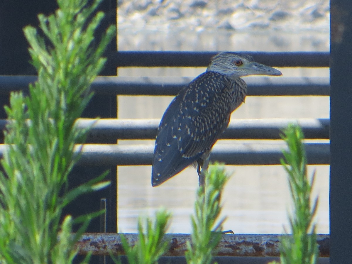 gulkronehegre - ML638106359