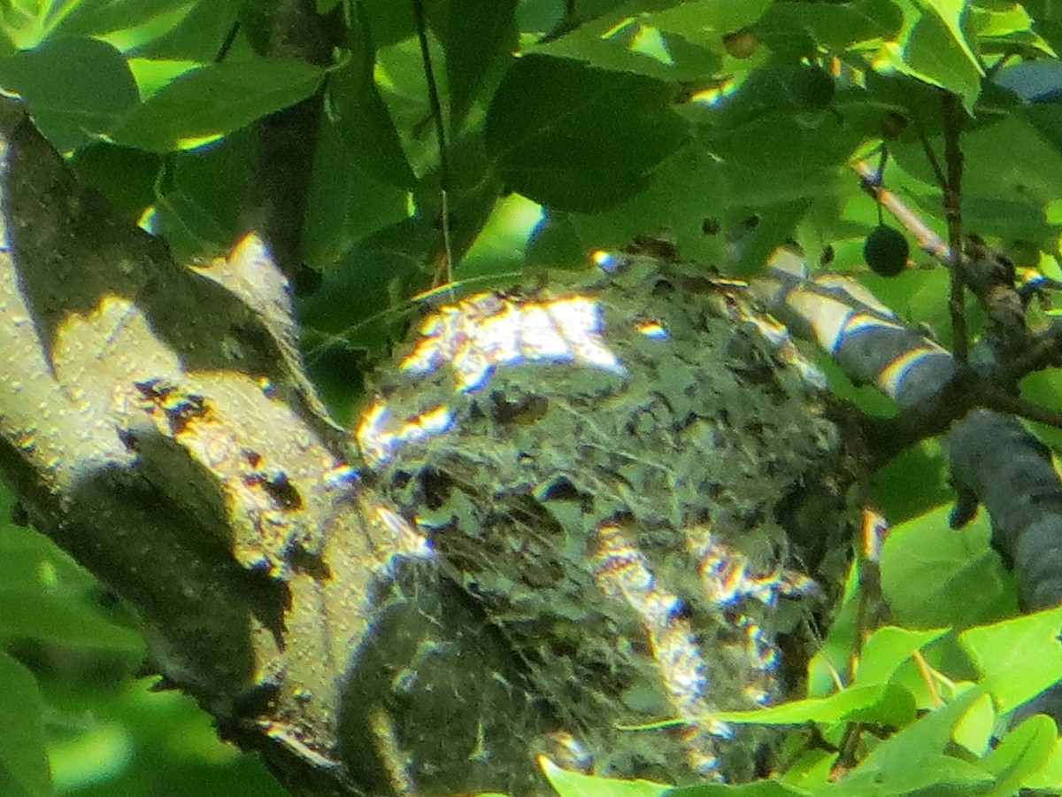 nordmyggsmett - ML638106366