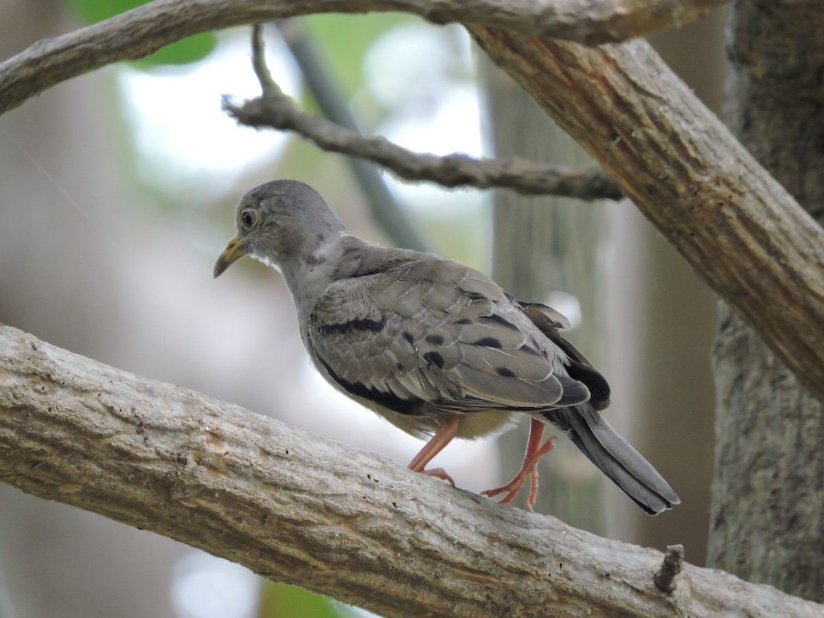 Croaking Ground Dove - ML638106450
