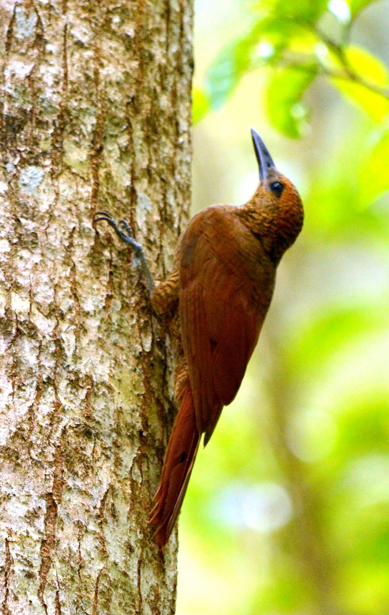 Northern Barred-Woodcreeper - ML638106474