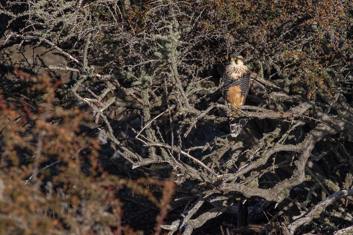 Aplomado Falcon - ML638106475