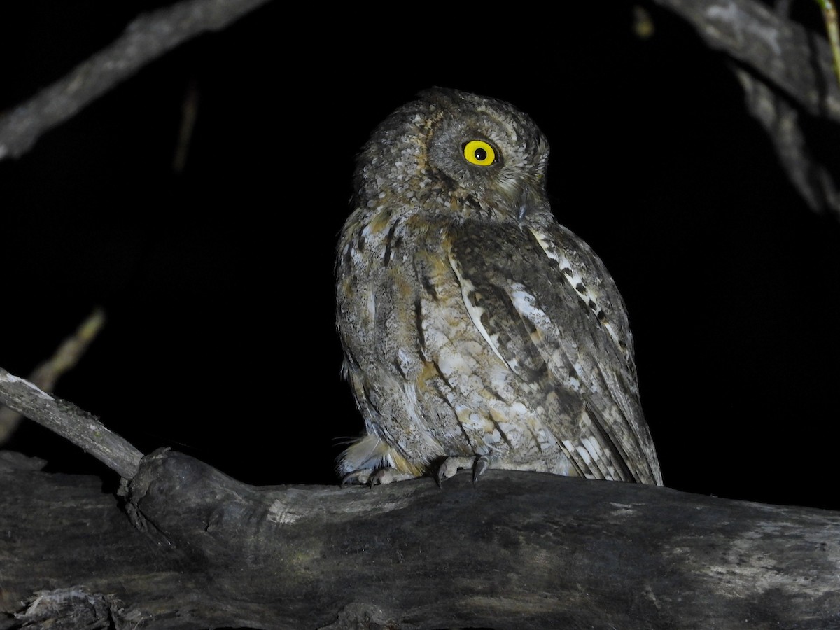 Oriental Scops-Owl - ML638106477
