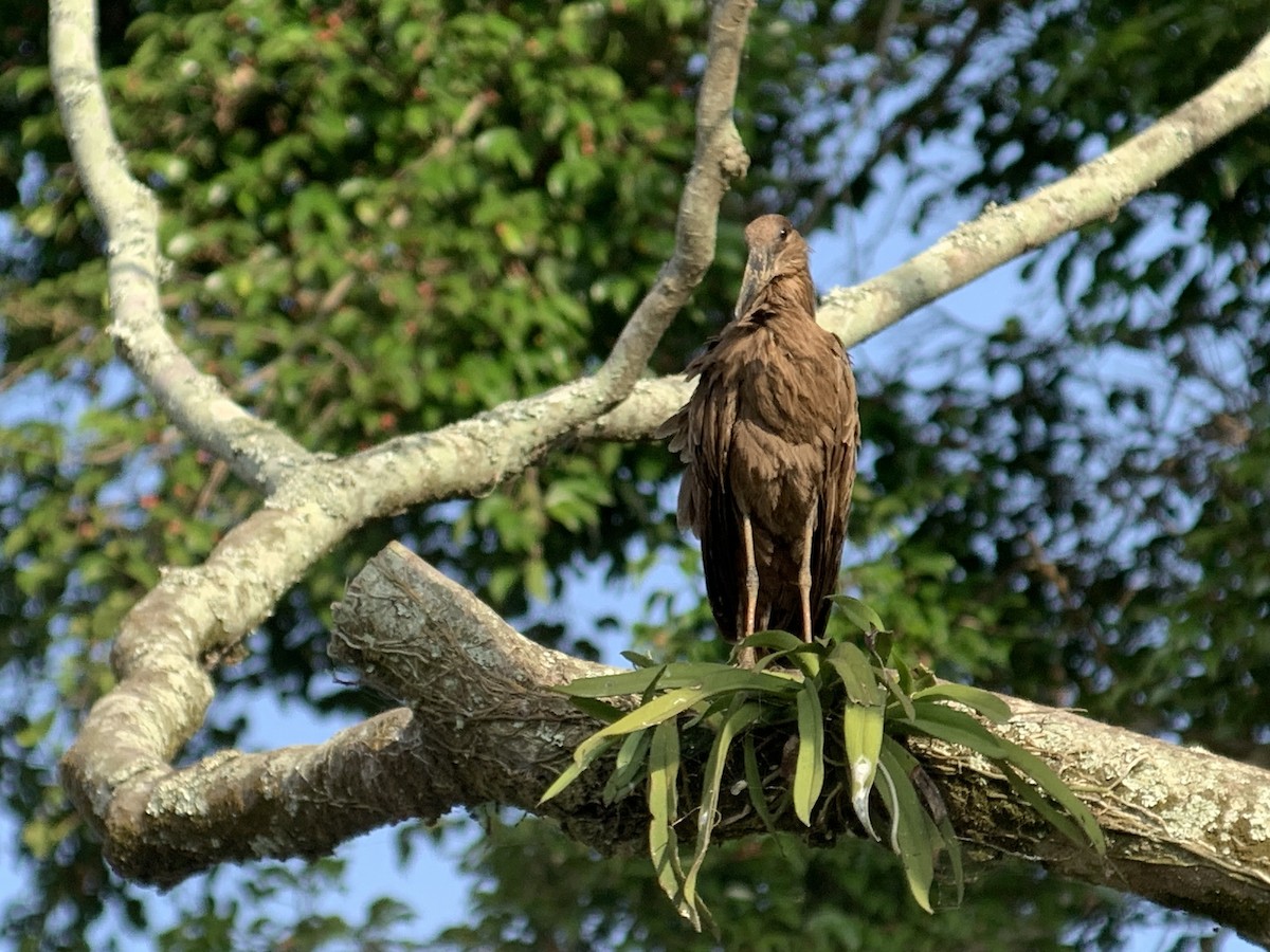 Hamerkop - ML638106484