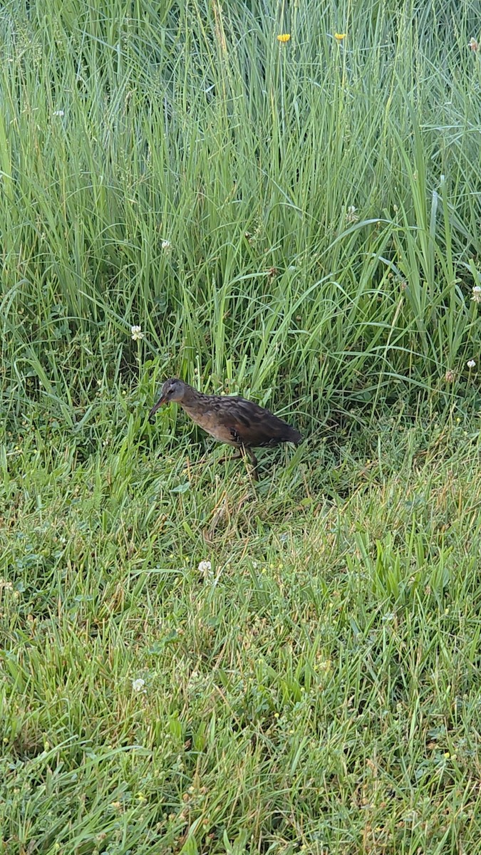 Virginia Rail - ML638106505