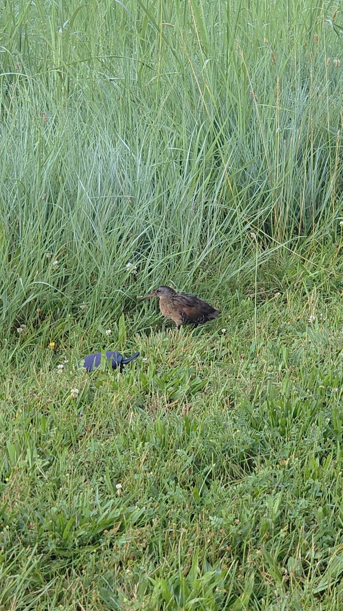 Virginia Rail - ML638106506
