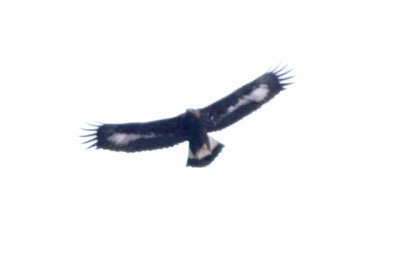 Golden Eagle - ML63810651