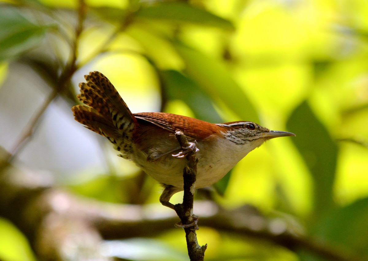 Rufous-and-white Wren - ML638106518