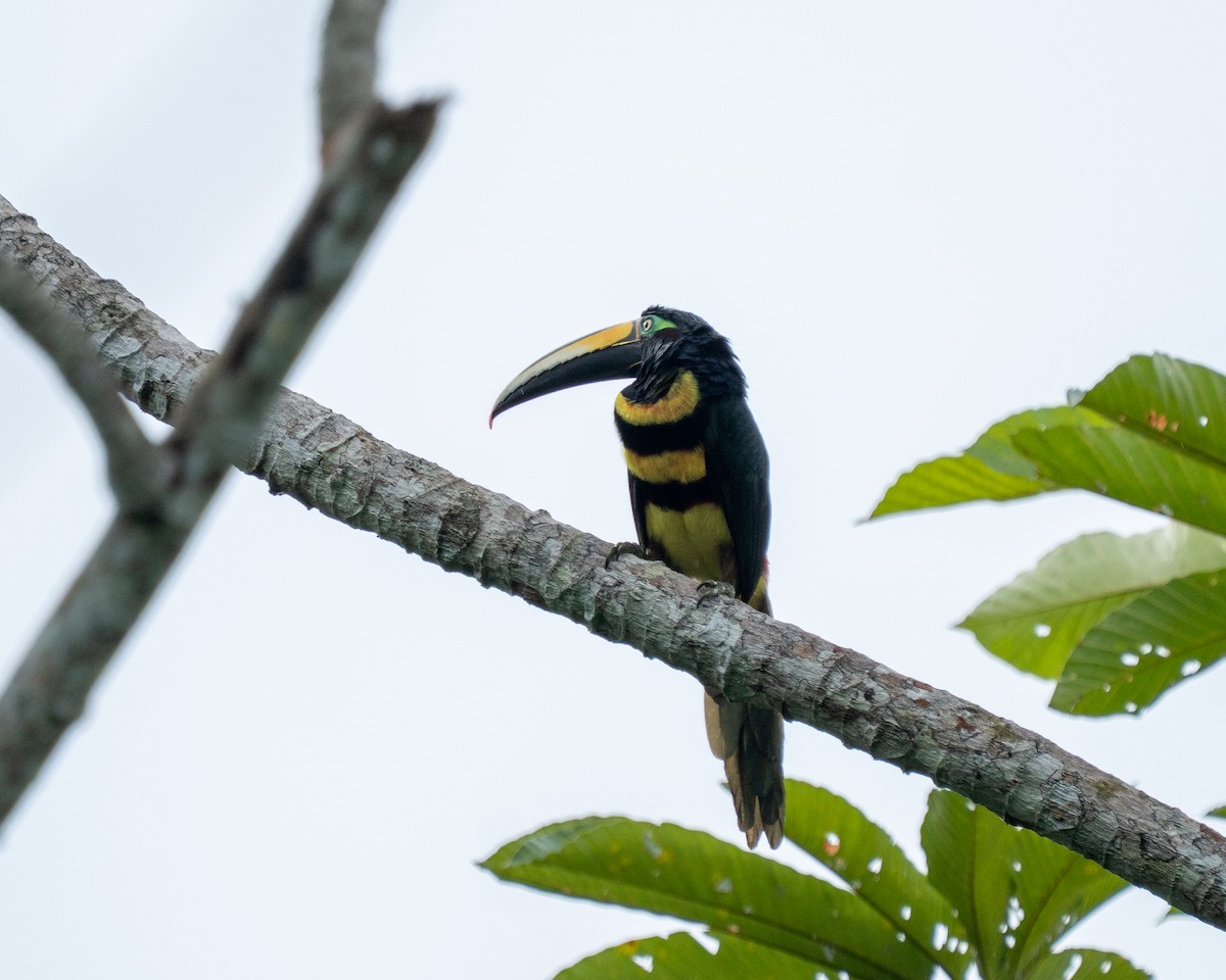 Many-banded Aracari - ML638106521