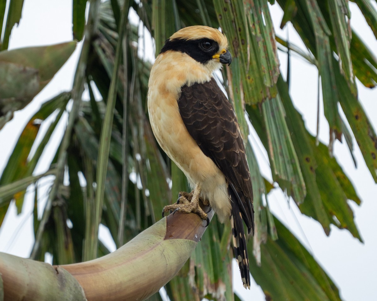 Laughing Falcon - ML638106542
