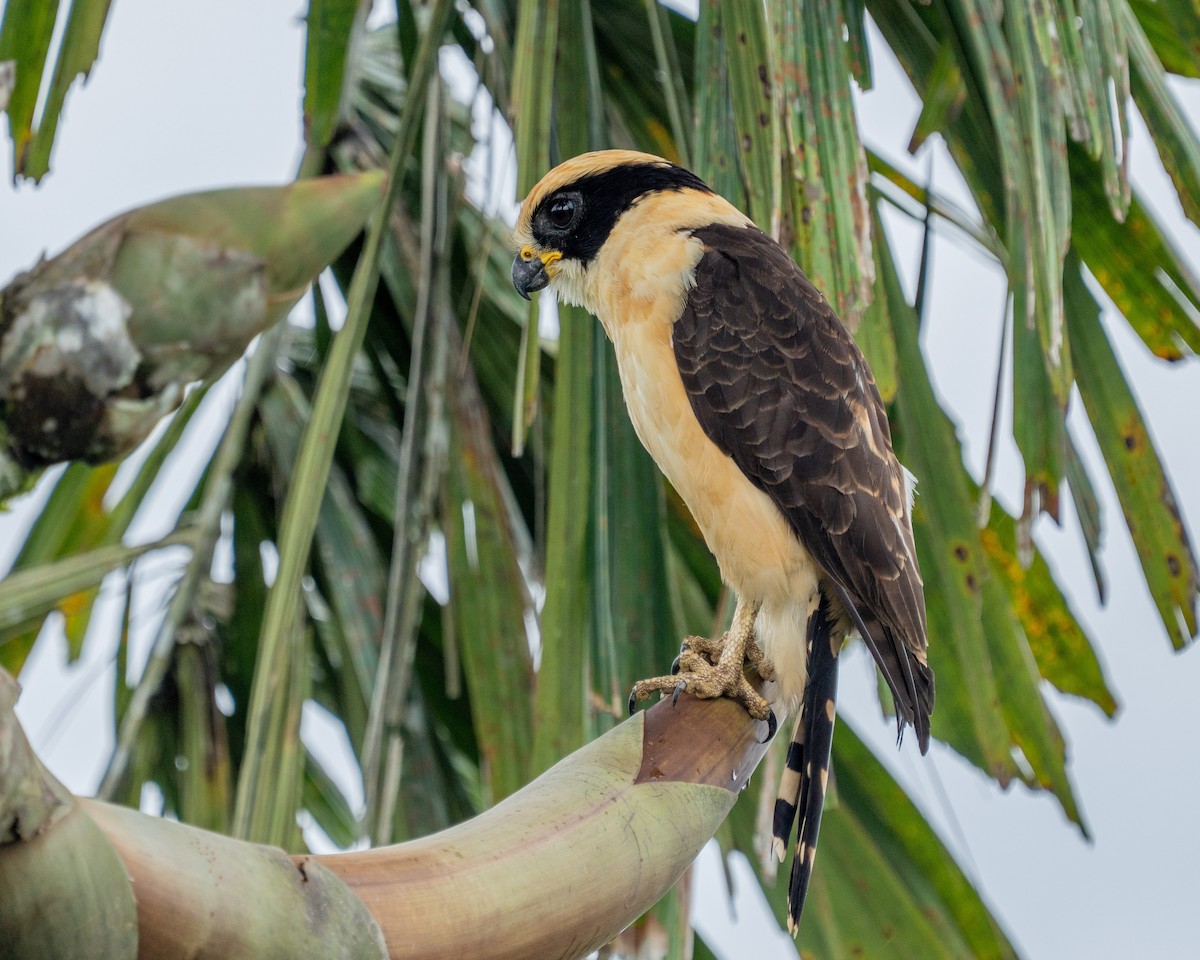 Laughing Falcon - ML638106543