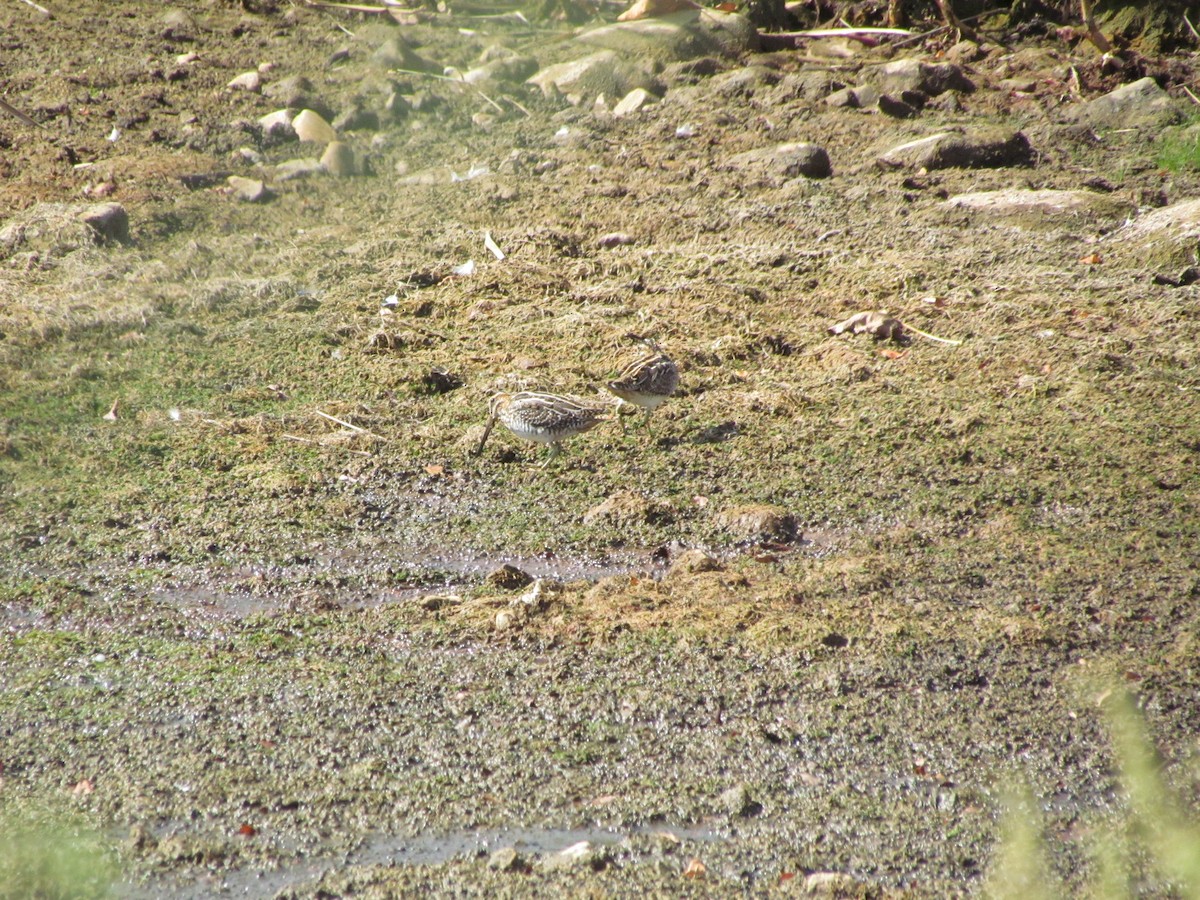 Wilson's Snipe - ML638106549