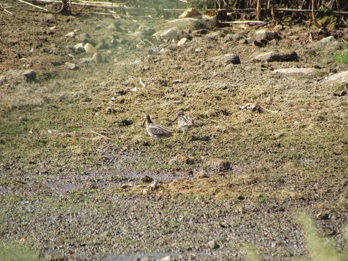 Wilson's Snipe - ML638106550