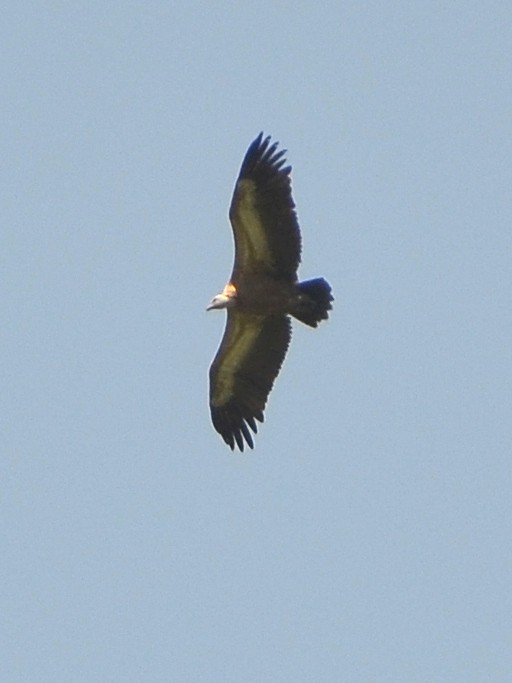Eurasian Griffon - ML638106561