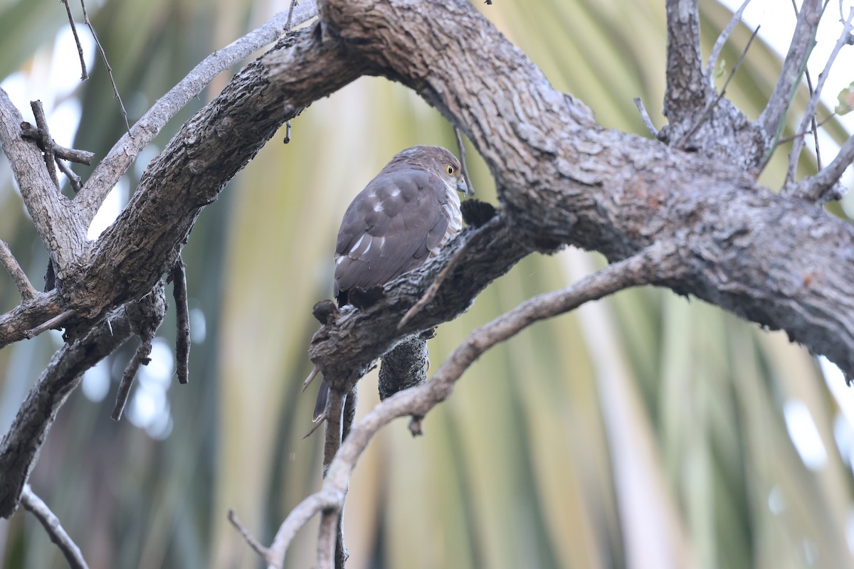 Frances's Sparrowhawk - ML638106578